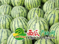 江蘇東臺西瓜_鹽城西瓜玉菇上市了