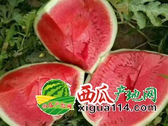 蒲城西瓜-甜王～京欣～黑無(wú)籽～新紅寶【陜西西瓜代辦】