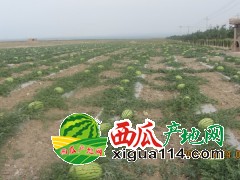 2022年寧夏西瓜上市時間[寧夏中衛(wèi)硒砂瓜代辦代收]