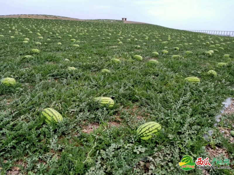 金城5號(hào)西瓜圖一