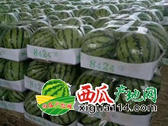 河南商丘大棚西瓜產(chǎn)地代辦（河南商丘夏邑西瓜價格行情）