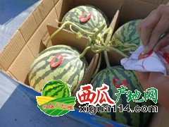 河南夏邑大棚西瓜上市時間@產(chǎn)地代辦聯(lián)系方式