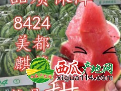 商丘夏邑西瓜上市時(shí)間 今日8424麒麟瓜美都西瓜批發(fā)多錢一斤