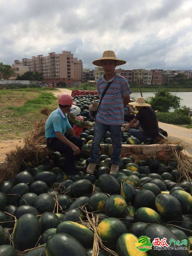 黑美人西瓜圖一