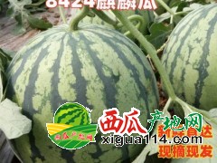 河南西瓜~開封通許西瓜上市時間~8424麒麟美都西瓜產(chǎn)地價格