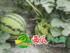 2021年江蘇東臺西瓜代辦代收/江蘇鹽城西瓜批發(fā)價格行情