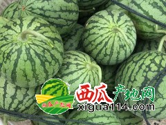 東臺西瓜產(chǎn)地上市【江蘇東臺西瓜代辦8424西瓜】