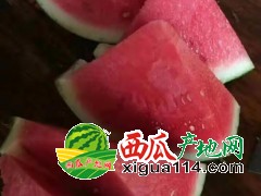 2021年河南商丘8424西瓜產(chǎn)地麒麟瓜美都西瓜批發(fā)多少錢一斤