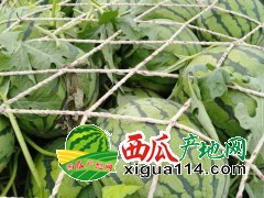 商丘夏邑大棚西瓜種植基地在哪兒，今日產(chǎn)地批發(fā)多錢一斤