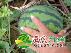 廣西南寧西瓜批發(fā)產(chǎn)地價(jià)格行情/專業(yè)廣西西瓜代辦