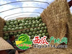 2021年寧夏西瓜價格行情【寧夏中衛(wèi)硒砂瓜代辦】