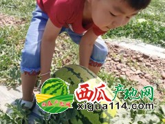 2021年寧夏中衛(wèi)西瓜代辦代收聯(lián)系@寧夏沙漠西瓜產地價格