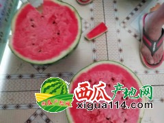 2021年河北西瓜代辦代收@保定清苑西瓜產(chǎn)地價格行情