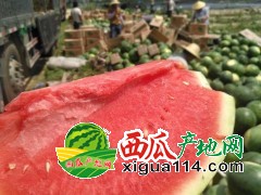 河南省扶溝縣種植大面積西瓜歡迎全國各地客商