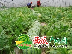 河南西瓜種植基地/黑無(wú)籽，花無(wú)籽西瓜/誠(chéng)信代收代發(fā)