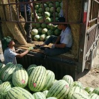 今日寧夏中衛(wèi)西瓜價格行情[寧夏中衛(wèi)西瓜代辦硒砂瓜產(chǎn)地批發(fā)]