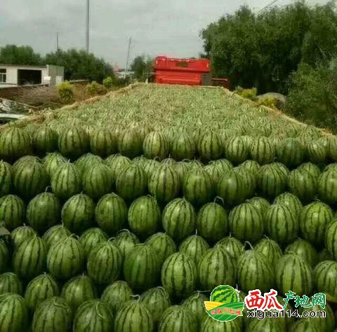 地雷瓜西瓜圖一