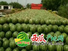 吉林白城陸地精品西瓜大量上市。