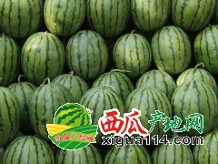 吉林乾安西瓜現(xiàn)貨供應(yīng)，價(jià)格下滑，代發(fā)全國(guó)。