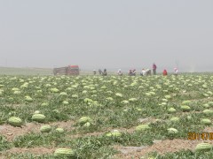 甘肅靖遠會寧旱沙西瓜種植基地@甘肅西瓜代辦聯(lián)系方式