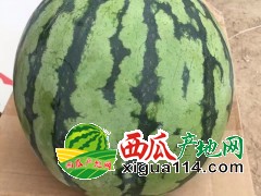 河南哪兒有大棚美都-8424西瓜/產(chǎn)地代辦聯(lián)系方式