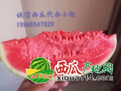 山東昌樂(lè)西瓜代辦13948547929